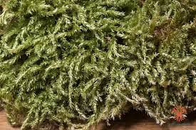 Attēlu rezultāti vaicājumam “Brachythecium rivulare”