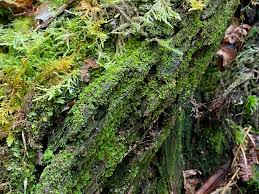 Attēlu rezultāti vaicājumam “Tritomaria exsectiformis”