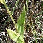 Attēlu rezultāti vaicājumam “Liparis loeselii leaf”