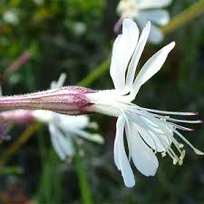Image result for Silene schafta