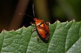 Attēlu rezultāti vaicājumam “Deraeocoris ruber”