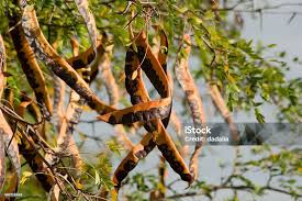 Attēlu rezultāti vaicājumam “Gleditsia triacanthos fruit”