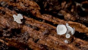 Attēlu rezultāti vaicājumam “Didymium clavus stalked”