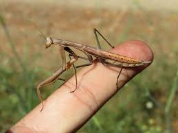 Attēlu rezultāti vaicājumam “Mantis religiosa”