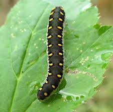 Attēlu rezultāti vaicājumam “Thecabius affinis imago”