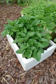 Attēlu rezultāti vaicājumam “Chenopodium bonus-henricus”