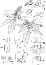 Attēlu rezultāti vaicājumam “Balsaminaceae”