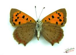 Attēlu rezultāti vaicājumam “Lycaena phlaeas male”