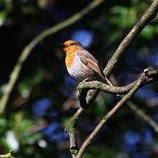 Attēlu rezultāti vaicājumam “Erithacus rubecula”