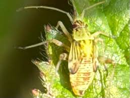 Attēlu rezultāti vaicājumam “Lygus nymph nymph”