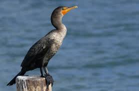 Image result for Phalacrocorax auritus