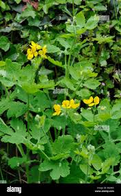 Attēlu rezultāti vaicājumam “Chelidonium majus bud”