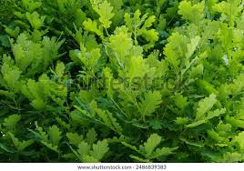 Attēlu rezultāti vaicājumam “Quercus robur Fastigiata leaf”