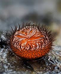 Attēlu rezultāti vaicājumam “Physarum melleum young”