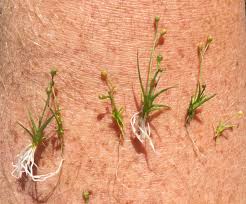 Attēlu rezultāti vaicājumam “Subularia aquatica”