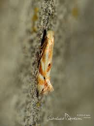 Attēlu rezultāti vaicājumam “Bucculatrix rhamniella”