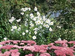 Image result for Leucanthemella serotina