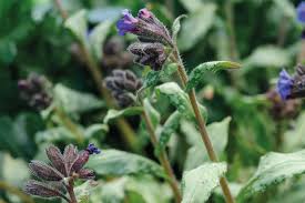 Image result for Pulmonaria Silverado