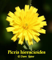 Attēlu rezultāti vaicājumam “Picris hieracioides”
