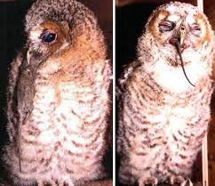 Attēlu rezultāti vaicājumam “Strix aluco juvenile”