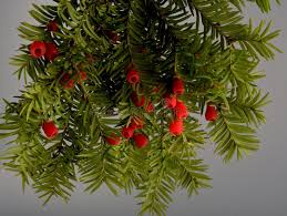 Attēlu rezultāti vaicājumam “Taxus baccata fruit”