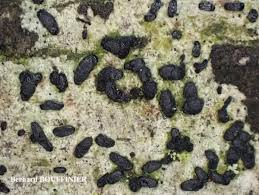 Attēlu rezultāti vaicājumam “Alyxoria varia”