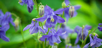 Attēlu rezultāti vaicājumam “Aquilegia vulgaris leaf”