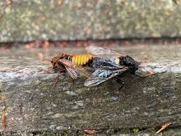 Attēlu rezultāti vaicājumam “Cimbex luteus”