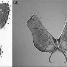 Attēlu rezultāti vaicājumam “Maculinea alcon underside”