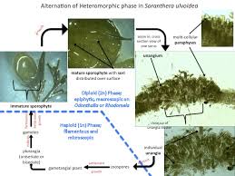 Attēlu rezultāti vaicājumam “Saelania glaucescens sporophyte”