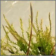 Attēlu rezultāti vaicājumam “Amblystegium serpens”