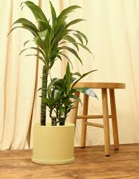 Attēlu rezultāti vaicājumam “Conardia compacta”