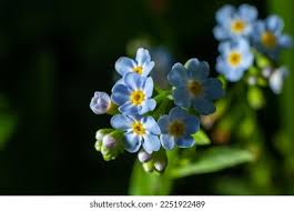 Attēlu rezultāti vaicājumam “Myosotis scorpioides bud”