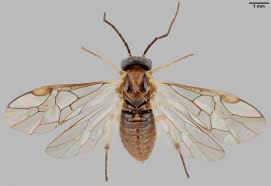 Attēlu rezultāti vaicājumam “Pristiphora maesta”