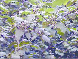 Attēlu rezultāti vaicājumam “Crataegus chlorosarca”