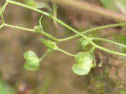 Attēlu rezultāti vaicājumam “Veronica scutellata fruit”