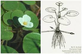 Attēlu rezultāti vaicājumam “Hydrocharis morsus-ranae bud”