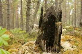 Attēlu rezultāti vaicājumam “Hypocenomyce friesii”