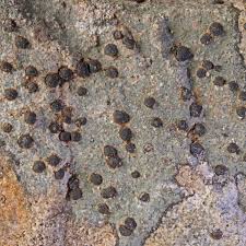 Attēlu rezultāti vaicājumam “Porpidia macrocarpa”