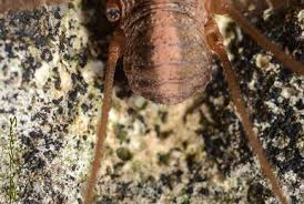 Attēlu rezultāti vaicājumam “Lophopilio palpinalis”