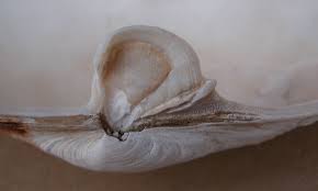 Attēlu rezultāti vaicājumam “Mya arenaria”