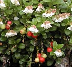 Attēlu rezultāti vaicājumam “Vaccinium vitis-idaea leaf”