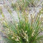 Attēlu rezultāti vaicājumam “Juncus squarrosus fruit”