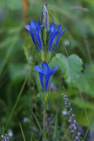 Attēlu rezultāti vaicājumam “Gentiana pneumonanthe flower”