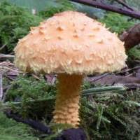 Attēlu rezultāti vaicājumam “Pholiota flammans”