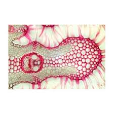 Attēlu rezultāti vaicājumam “Arenaria procera leaf”