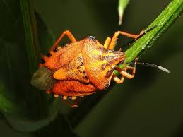 Attēlu rezultāti vaicājumam “Carpocoris sp. nymph”