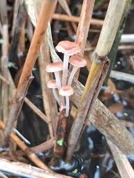 Attēlu rezultāti vaicājumam “Mycena belliarum”