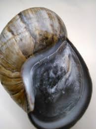 Attēlu rezultāti vaicājumam “Licea pusilla macro”