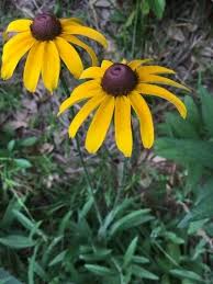 Attēlu rezultāti vaicājumam “Rudbeckia hirta var. pulcherrima flower”